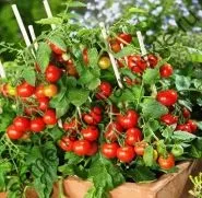 Томат сорт - Марманд - (marmande) 10 насінин (город) Томат сорт - Марманд - (marmande) 10 насінин