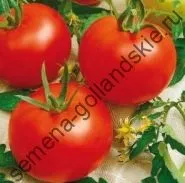 Томат сорт - Марманд - (marmande) 10 насінин (голландське насіння) Томат сорт - Марманд - (marmande) 10 насінин