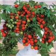 Томат сорт - Марманд - (marmande) 10 насінин (насіння) Томат сорт - Марманд - (marmande) 10 насінин