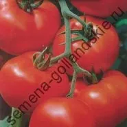 Томат сорт - Марманд - (marmande) 10 насінин (насіння) Томат сорт - Марманд - (marmande) 10 насінин