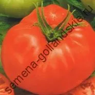 Томат сорт - Марманд - (marmande) 10 насінин (квітів) Томат сорт - Марманд - (marmande) 10 насінин