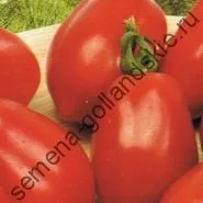 Томат сорт - Марманд - (marmande) 10 насінин (куплю) Томат сорт - Марманд - (marmande) 10 насінин