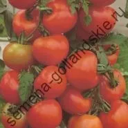 Томат сорт - Марманд - (marmande) 10 насінин (купити) Томат сорт - Марманд - (marmande) 10 насінин