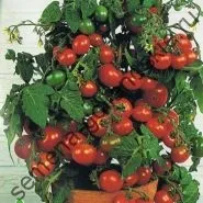 Томат сорт - Марманд - (marmande) 10 насінин (насіння) Томат сорт - Марманд - (marmande) 10 насінин