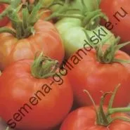 Томат сорт - Марманд - (marmande) 10 насінин (насіння) Томат сорт - Марманд - (marmande) 10 насінин