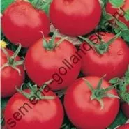 Томат сорт - Марманд - (marmande) 10 насінин (онлайн) Томат сорт - Марманд - (marmande) 10 насінин