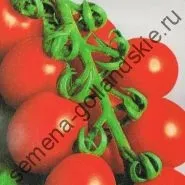 Томат сорт - Марманд - (marmande) 10 насінин (інтернет) Томат сорт - Марманд - (marmande) 10 насінин