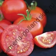 Томат сорт - Марманд - (marmande) 10 насінин (сорт) Томат сорт - Марманд - (marmande) 10 насінин