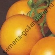 Томат сорт - Марманд - (marmande) 10 насінин (поштою) Томат сорт - Марманд - (marmande) 10 насінин