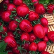 Томат сорт - Марманд - (marmande) 10 насінин (поштою) Томат сорт - Марманд - (marmande) 10 насінин