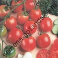 Томат сорт - Марманд - (marmande) 10 насінин (куплю) Томат сорт - Марманд - (marmande) 10 насінин