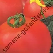 Томат сорт - Марманд - (marmande) 10 насінин (інтернет) Томат сорт - Марманд - (marmande) 10 насінин
