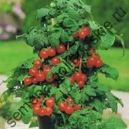 Томат сорт - Марманд - (marmande) 10 насінин (насіння) Томат сорт - Марманд - (marmande) 10 насінин