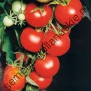 Томат сорт - Марманд - (marmande) 10 насінин (квітів) Томат сорт - Марманд - (marmande) 10 насінин