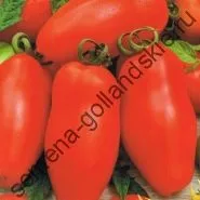 Томат сорт - Марманд - (marmande) 10 насінин (томат) Томат сорт - Марманд - (marmande) 10 насінин