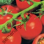 Томат сорт - Марманд - (marmande) 10 насінин (куплю) Томат сорт - Марманд - (marmande) 10 насінин