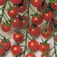 Томат сорт - Марманд - (marmande) 10 насінин (купити) Томат сорт - Марманд - (marmande) 10 насінин