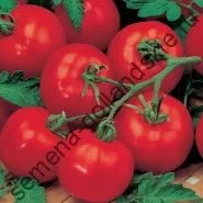 Томат сорт - Марманд - (marmande) 10 насінин (Марманд) Томат сорт - Марманд - (marmande) 10 насінин