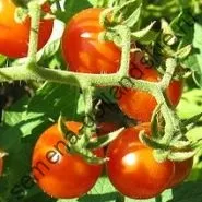 Томат сорт - Марманд - (marmande) 10 насінин (магазин) Томат сорт - Марманд - (marmande) 10 насінин