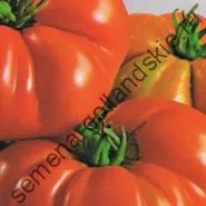 Томат сорт - Марманд - (marmande) 10 насінин (город) Томат сорт - Марманд - (marmande) 10 насінин