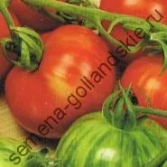 Томат сорт - Марманд - (marmande) 10 насінин (сад) Томат сорт - Марманд - (marmande) 10 насінин