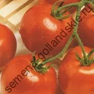 Томат сорт - Марманд - (marmande) 10 насінин (рослин) Томат сорт - Марманд - (marmande) 10 насінин