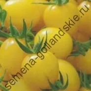 Томат сорт - Марманд - (marmande) 10 насінин (насіння) Томат сорт - Марманд - (marmande) 10 насінин
