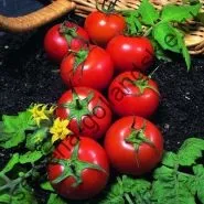 Томат сорт - Марманд - (marmande) 10 насінин (насіння) Томат сорт - Марманд - (marmande) 10 насінин