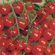 Томат сорт - Марманд - (marmande) 10 насінин (помідор) Томат сорт - Марманд - (marmande) 10 насінин