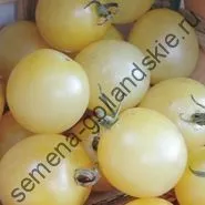 Томат сорт - Марманд - (marmande) 10 насінин (онлайн) Томат сорт - Марманд - (marmande) 10 насінин