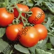 Томат сорт - Марманд - (marmande) 10 насінин (куплю) Томат сорт - Марманд - (marmande) 10 насінин