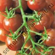 Томат сорт - Марманд - (marmande) 10 насінин (голландські) Томат сорт - Марманд - (marmande) 10 насінин
