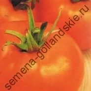 Томат сорт - Марманд - (marmande) 10 насінин (голландські) Томат сорт - Марманд - (marmande) 10 насінин