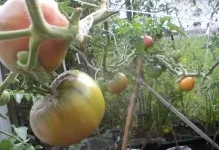 Томат чорний принц характеристика та опис сорту помідорів фото, відгуки та вирощування (чорний) Томат чорний принц характеристика та опис сорту помідорів фото, відгуки та вирощування