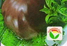 Томат чорний принц характеристика та опис сорту помідорів фото, відгуки та вирощування (опис) Томат чорний принц характеристика та опис сорту помідорів фото, відгуки та вирощування