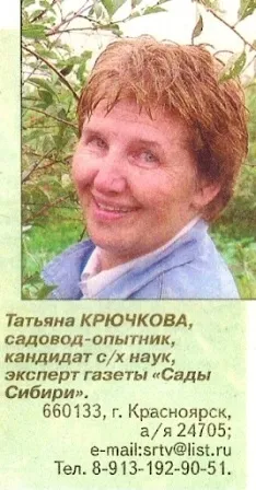 Томати досвід вирощування в суворому кліматі - сади сибіру (сади) Томати досвід вирощування в суворому кліматі - сади сибіру