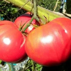 Томат рожевий слон відгуки, фото куща і опис, врожайність і характеристика сорту (фото) Томат рожевий слон відгуки, фото куща і опис, врожайність і характеристика сорту