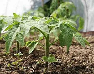 Томат рожевий слон опис і фото сорти, методи його вирощування (слон) Томат рожевий слон опис і фото сорти, методи його вирощування