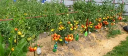 Томат рожевий слон опис і характеристика, вирощування, фото (опис) Томат рожевий слон опис і характеристика, вирощування, фото