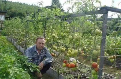 Томат рожевий слон, вирости сад! (Слон) Томат рожевий слон, вирости сад!