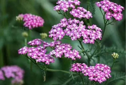 Деревій посадка і догляд, види і сорти, фото (деревій) Деревій посадка і догляд, види і сорти, фото