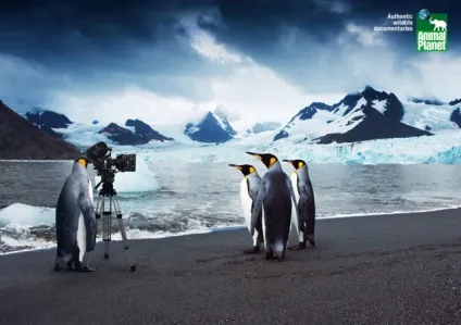 Те! - discovery channel russia як влаштований телеканал, який не соромно дивитися (який не соромно дивитися) Те! - discovery channel russia як влаштований телеканал, який не соромно дивитися