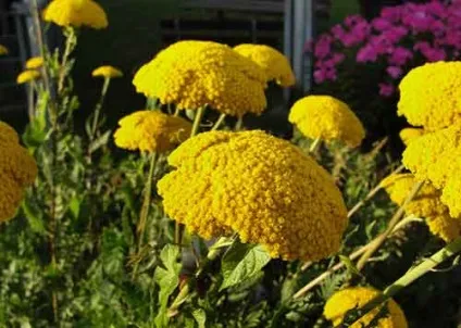 Деревій посадка і догляд, види і сорти, фото (деревій фото) Деревій посадка і догляд, види і сорти, фото