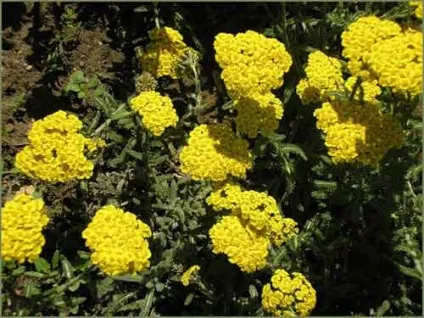 Деревій посадка і догляд, види і сорти, фото (деревій сорти) Деревій посадка і догляд, види і сорти, фото