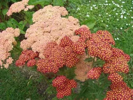 Деревій посадка і догляд, види і сорти, фото (деревій догляд) Деревій посадка і догляд, види і сорти, фото