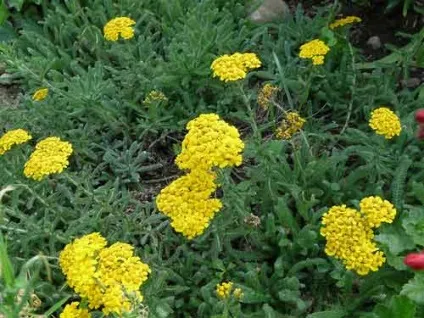 Деревій посадка і догляд, види і сорти, фото (деревій догляд) Деревій посадка і догляд, види і сорти, фото