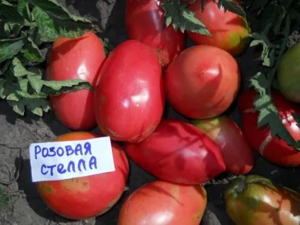 Томат рожева стела характеристика і опис, вирощування, фото (опис) Томат рожева стела характеристика і опис, вирощування, фото