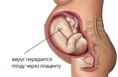 Трансмісивний шлях передачі переносники патологій (передачі) Трансмісивний шлях передачі переносники патологій
