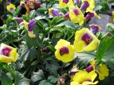 Торенія вирощування з насіння і догляд в домашніх умовах за квіткою (домашніх) Торенія вирощування з насіння і догляд в домашніх умовах за квіткою
