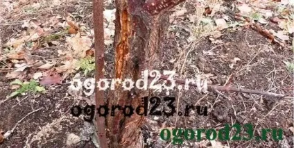 Тріщини на деревах - обробка та лікування (3% -ним розчином залізного) Тріщини на деревах - обробка та лікування